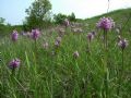 Orchis simia
